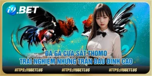 Đá gà cựa sắt Thomo – Trải nghiệm những trận đấu đỉnh cao