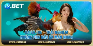 Đá Gà Tre – Trải nghiệm những pha đấu gà mãn nhãn